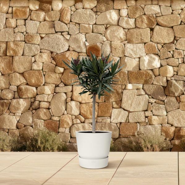 Nerium Oleander op stam met roze bloem - 90cm - Ø22