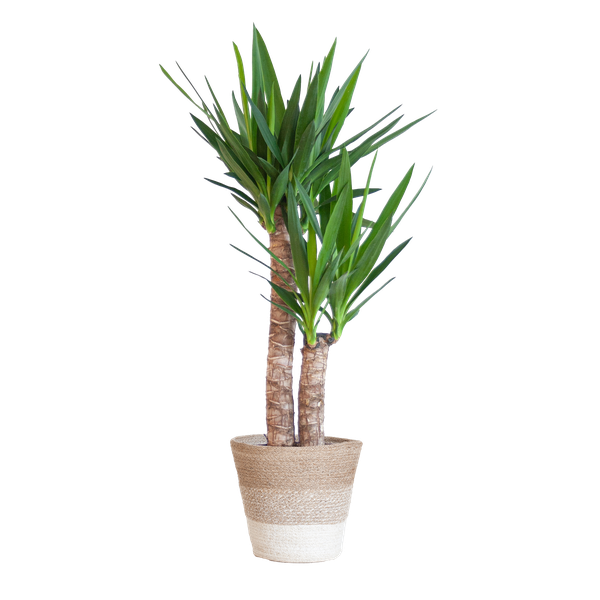 Yucca Elephantipes avec Panier Lisbonne blanc - 90cm - Ø21