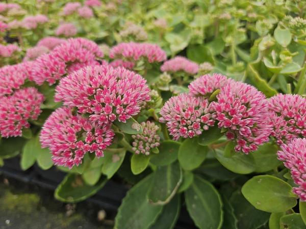 Sedum 'Herbstfreude' - ↕10-25cm - Ø9cm - 60x