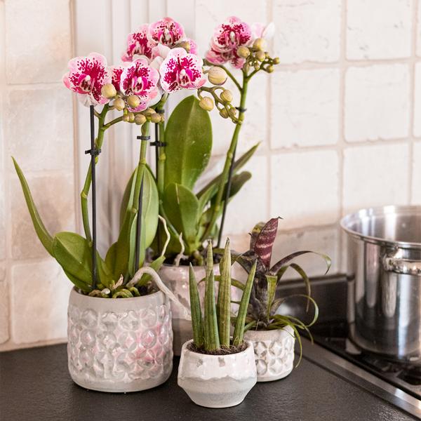Orchidées colibris | Orchidée phalaenopsis violet rose - Salvador - taille du pot Ø9cm | plante d'intérieur à fleurs - fraîchement sortie du producteur