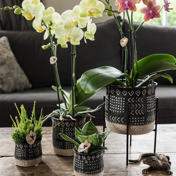 Maison Colibri | Support à plantes - Réhausse à plantes en métal noir Ø12cm