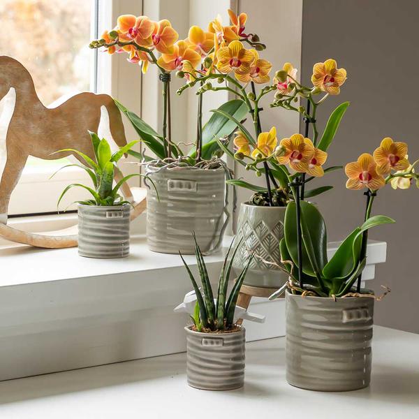 Orchidées colibris | pot pour orchidée Phalaenopsis orange taille Ø9cm | Jamaïque | plante d'intérieur à fleurs - fraîchement sortie du producteur