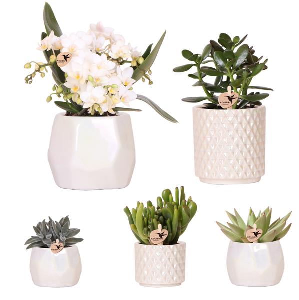 Compagnie des Colibris | Ensemble de plantes + pots décoratifs pour décoration de table dîner - taille pot Ø9cm & Ø6cm | plantes d'intérieur à fleurs - fraîchement sorties du producteur