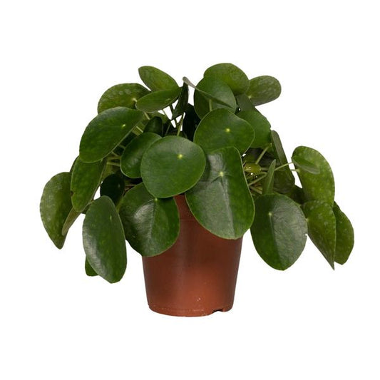 Pilea Peperomiodes - Pannekoekenplant - Ø15cm - ↕25cm
