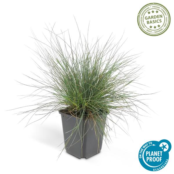 Festuca glauca 'Elijah Bleu' - ↕10-25cm - Ø9cm - 6x