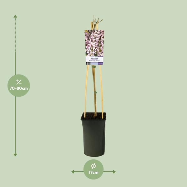 Glycine Floribunda 'Rosea' +Étiquette lumineuse - Ø17cm - ↕75cm