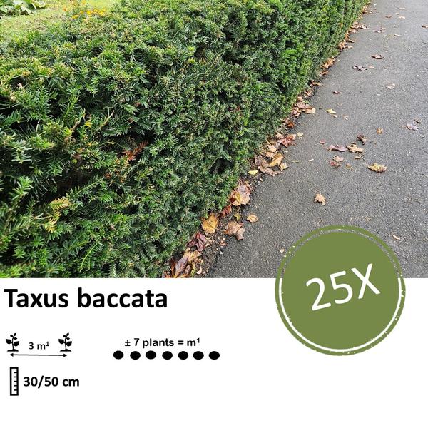 Taxus baccata - ↕30-50cm - racine nue - 25x