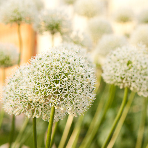 White Giant - Bulbes d'Allium 5 pièces