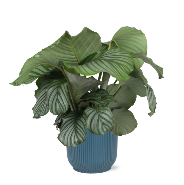 Calathea Orbifolia Ø21cm - ↕70cm en pot VIBES bleu