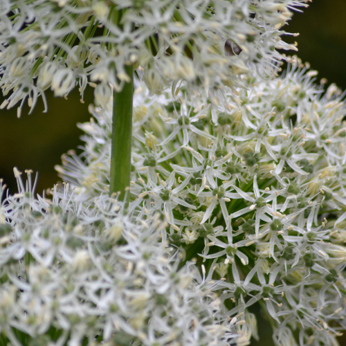 White Giant - Bulbes d'Allium 5 pièces