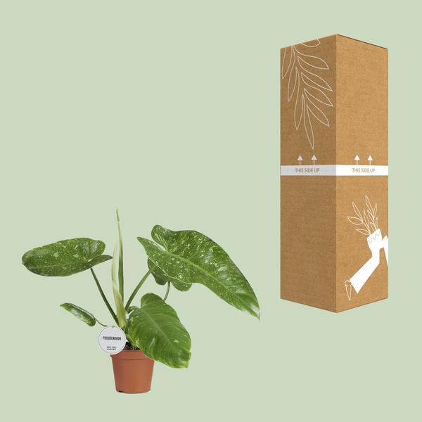 Philodendron José Buono - Ø15cm - ↕45cm