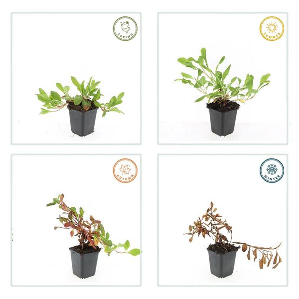 Persicaria aff. 'Darjeeling Red' - ↕10-25cm - Ø9cm - 60x