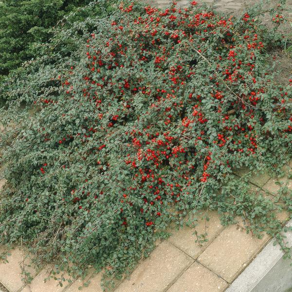 Cotoneaster dam. 'Major' - ↕25cm - Ø9cm - 60x