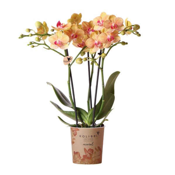 Orchidées colibris | pot pour orchidée Phalaenopsis orange taille Ø9cm | Jamaïque | plante d'intérieur à fleurs - fraîchement sortie du producteur