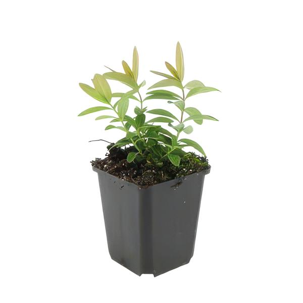 Hypericum calycinum - ↕10-25cm - Ø9cm - 6x