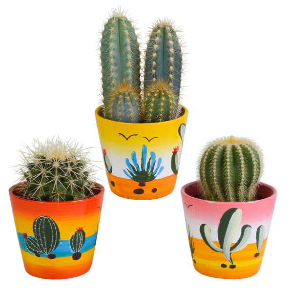 Cactus mix 8.5 cm - 3x - in Mexicaanse pot