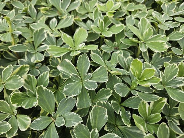 Pachysandra term. 'Variegata' - ↕10-25cm - Ø9cm - 60x