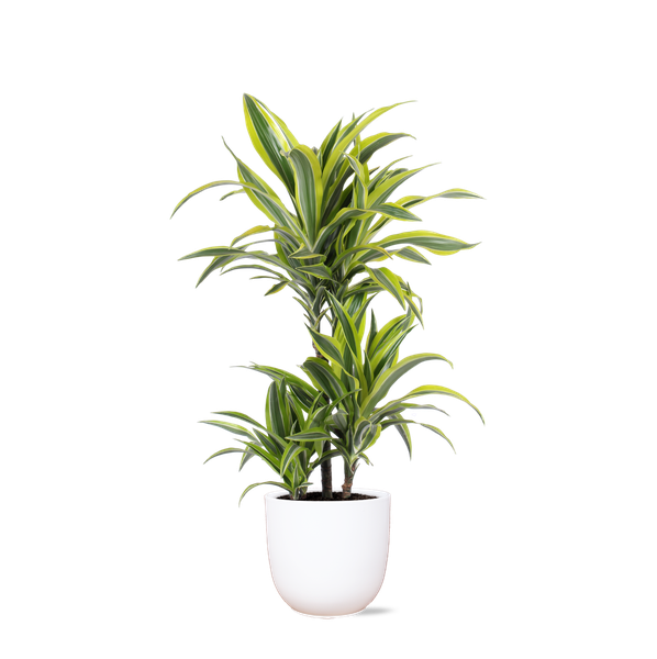 Dracaena Citron Lime Ø21cm - ↕65cm en pot Boule BLANC