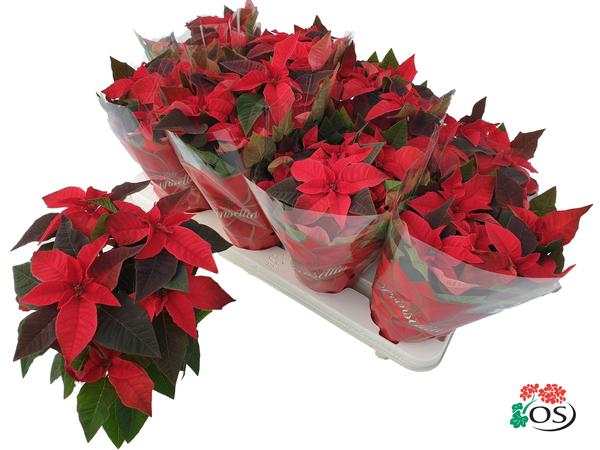 Euphorbia Princettia Vertakt Red - Ø10,5cm - ↕30cm