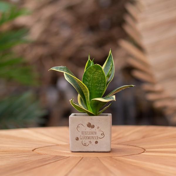 Congreetz® plantpots + Sansevieria | Herzlichen Glückwunsch