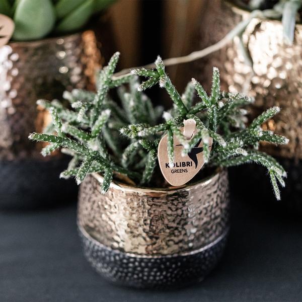 Kolibri Home | Elite pot copper - Ø6cm