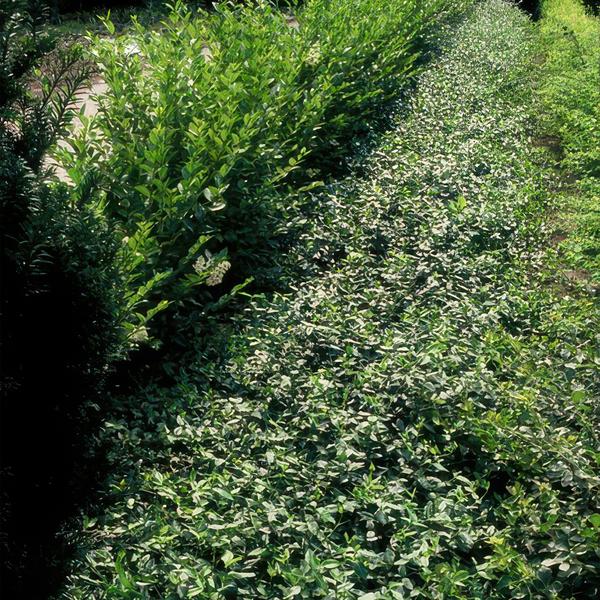Euonymus fortunei radicans - ↕10-25cm - Ø9cm - 60x