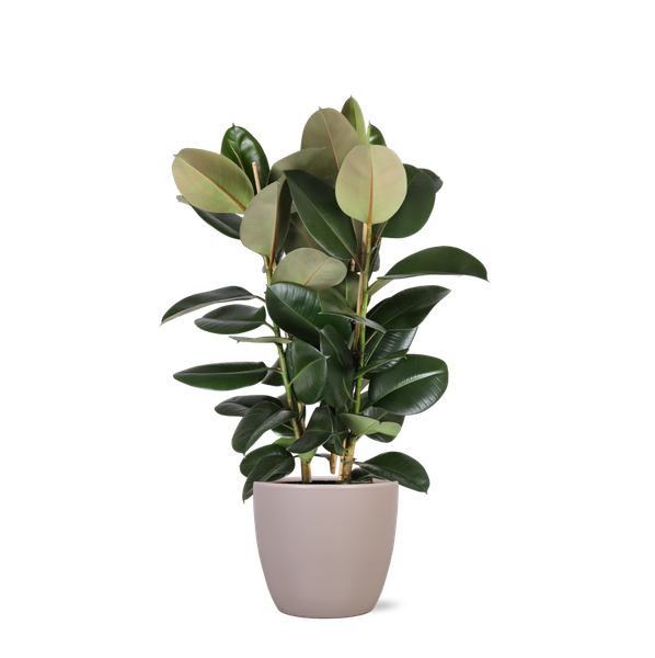 Ficus Elastica Robusta Ø27cm - ↕115cm in Boule TAUPE pot