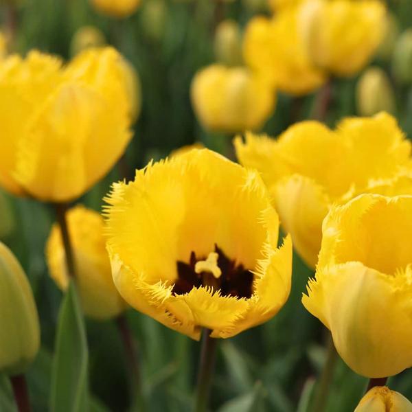 Flowerbulbs Amsterdam - Yellow Splash - 30 bulbes à fleurs - Taille 12+