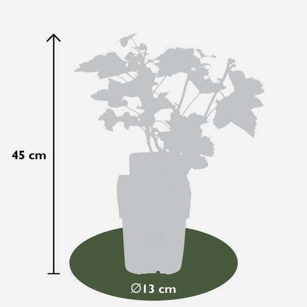 Ribes rubrum 'Jokheer van Tets' - Groseille - Ø13cm - ↕45cm