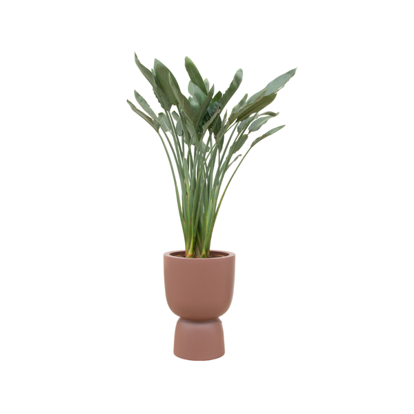 Offre combinée - Strelitzia Reginae avec elho Pure Coupe marron Ø41 - 190 cm