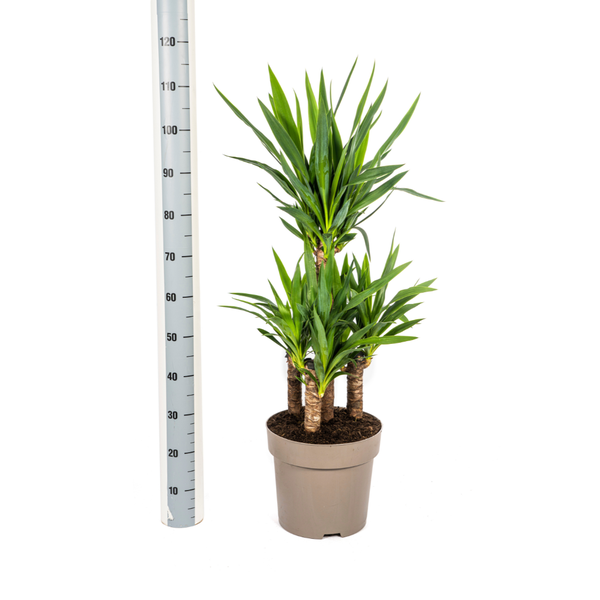 Yucca Éléphantipes Ø30cm - ↕100cm