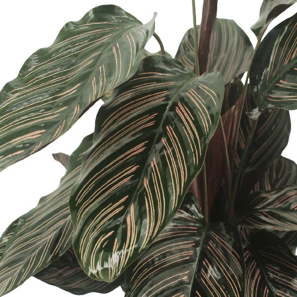 2x Calathea Ornata - Plante Paon - 50cm - ø14