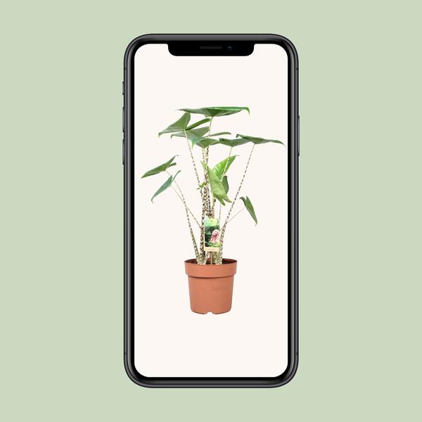 Alocasia Zébrina - Ø21cm - ↕80cm