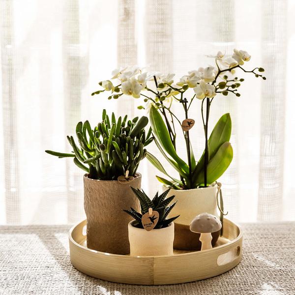 Compagnie des Colibris | Ensemble de plantes Slow Living | Orchidée Phalaenopsis blanche Lausanne et plantes succulentes avec pots décoratifs en céramique
