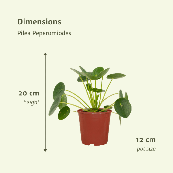 2x Pilea Peperomiodes - Plante à crêpes - 20cm - ø12