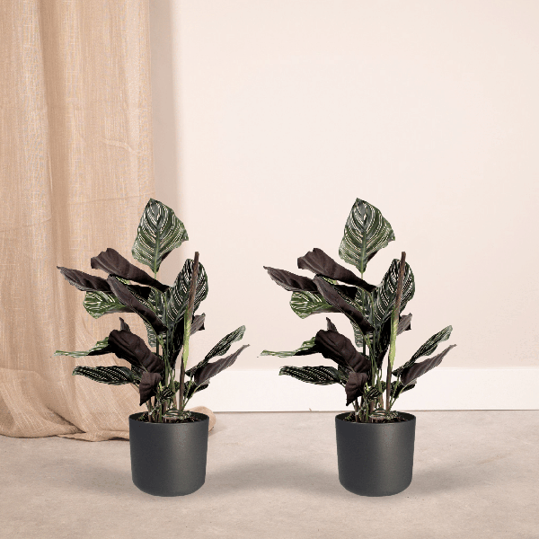 2x Calathea Ornata - Plante Paon - 50cm - ø14