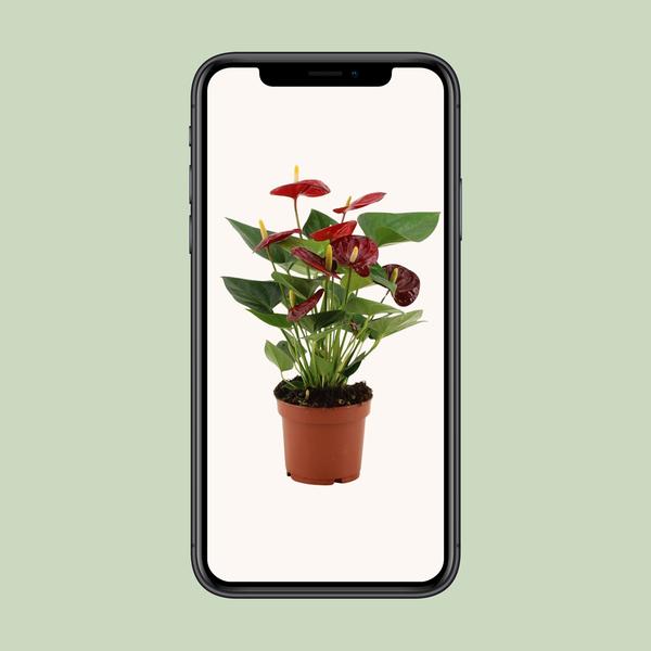 Anthurium Calon Dans Pochette Transparente - Ø12cm - ↕36cm