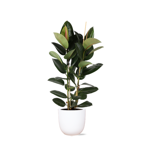 Ficus Elastica Robusta Ø24cm - ↕110cm en pot Boule BLANC