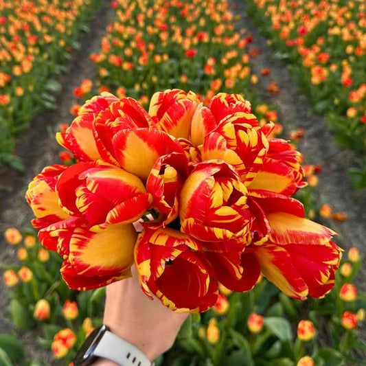Bulbes à fleurs Amsterdam - Banja Luka - 15 bulbes à fleurs - Taille 12+