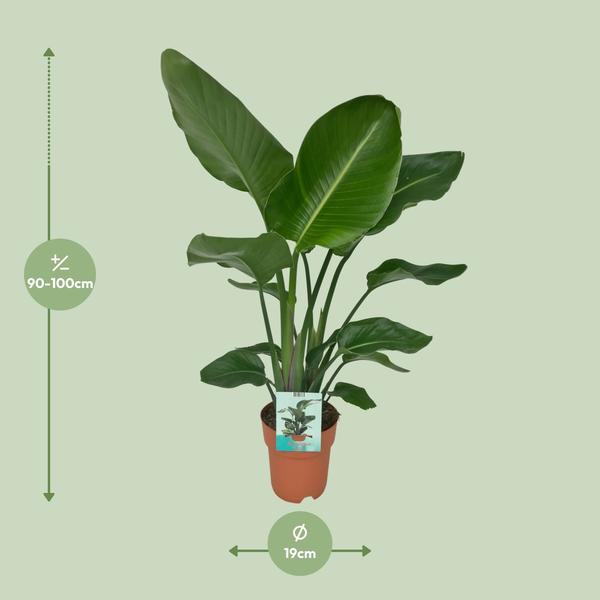 Strelitzia Nicolai - Plante Oiseau du Paradis - Ø19cm - ↕90cm