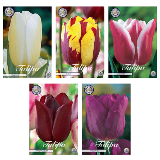 Tulipa - Mélange de bulbes à fleurs (11) - 5 variétés - 44 bulbes