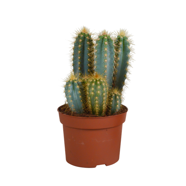 Pilosocereus azureus - 12cm - zonder pot