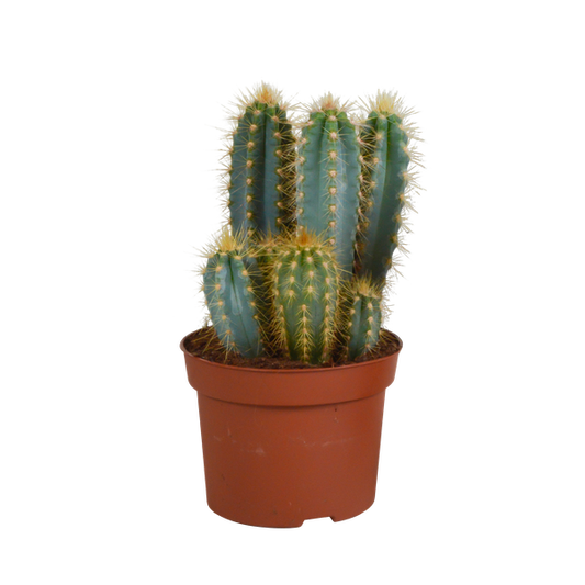 Pilosocereus azureus - 12cm - zonder pot