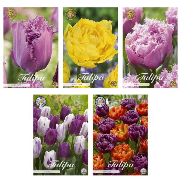 Tulipa - Mélange de bulbes à fleurs (5) - 5 variétés - 41 bulbes