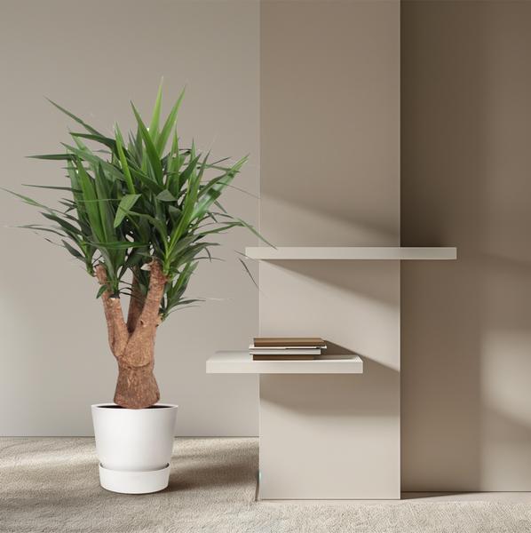 Yucca Elephantipes ramifié - 140 cm - ø34