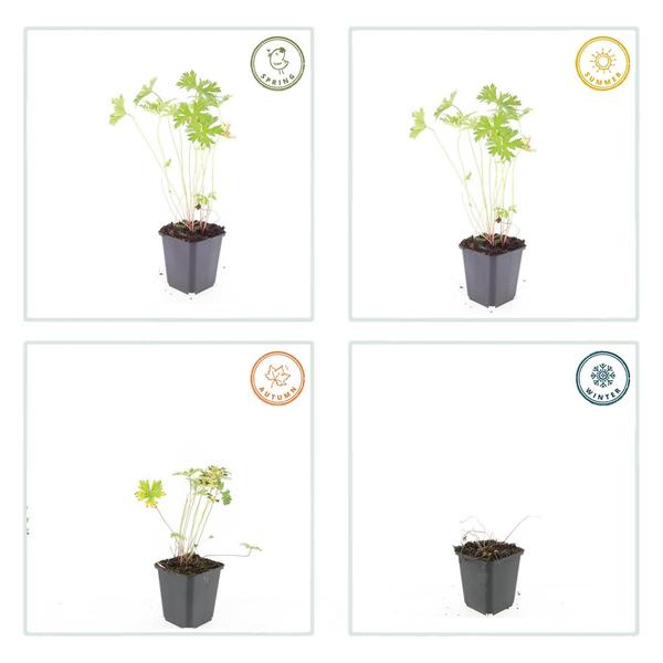 Geranium 'Johnson's Blue' - ↕10-25cm - Ø9cm - 60x