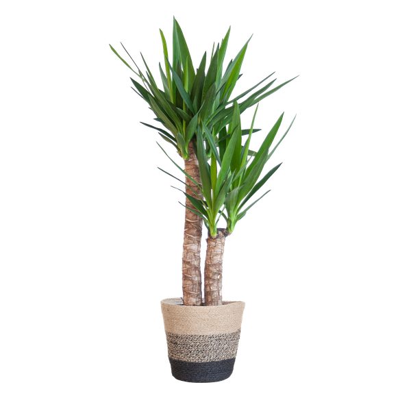 Yucca Elephantipes avec Panier Lisbonne noir - 90cm - Ø21