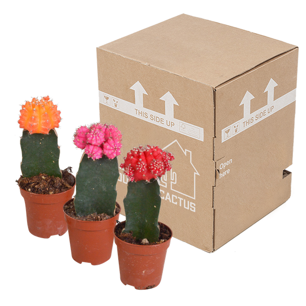 Euphorbia meloformis variegata - Gymnocalycium mix - 5,5cm - 3x
