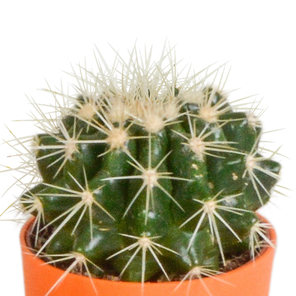 Cactus mix 5.5 cm - 5x - in gekleurde plasticpot