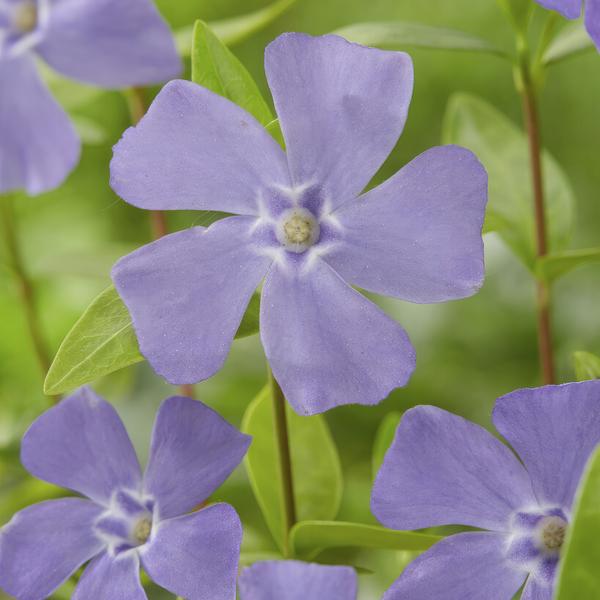 Vinca mineure - ↕10-25cm - Ø9cm - 20x